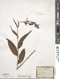 Epipactis latifolia image