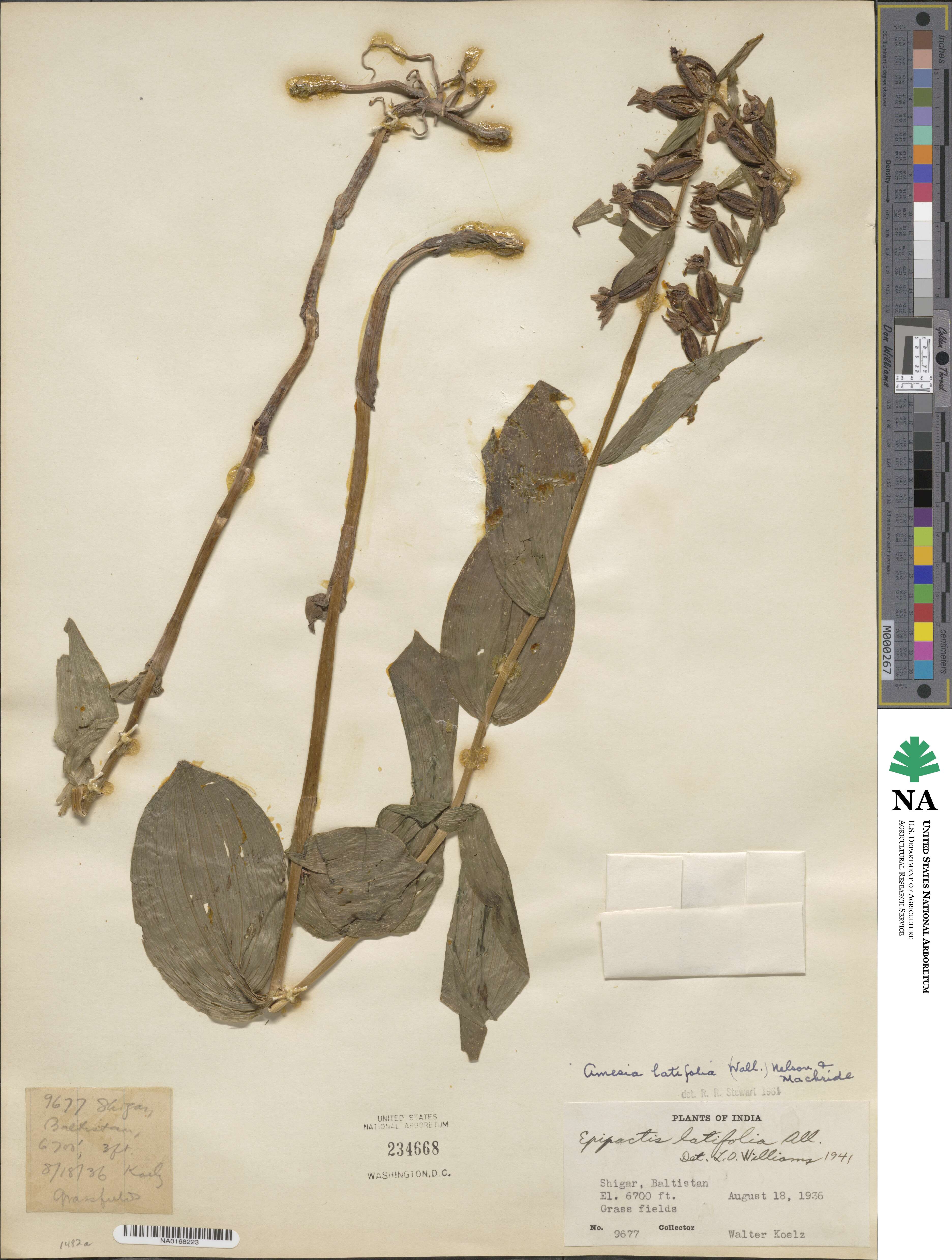 Epipactis latifolia image