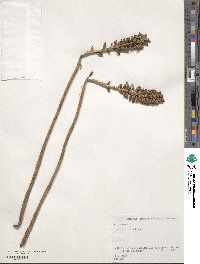 Image of Gastrodia elata