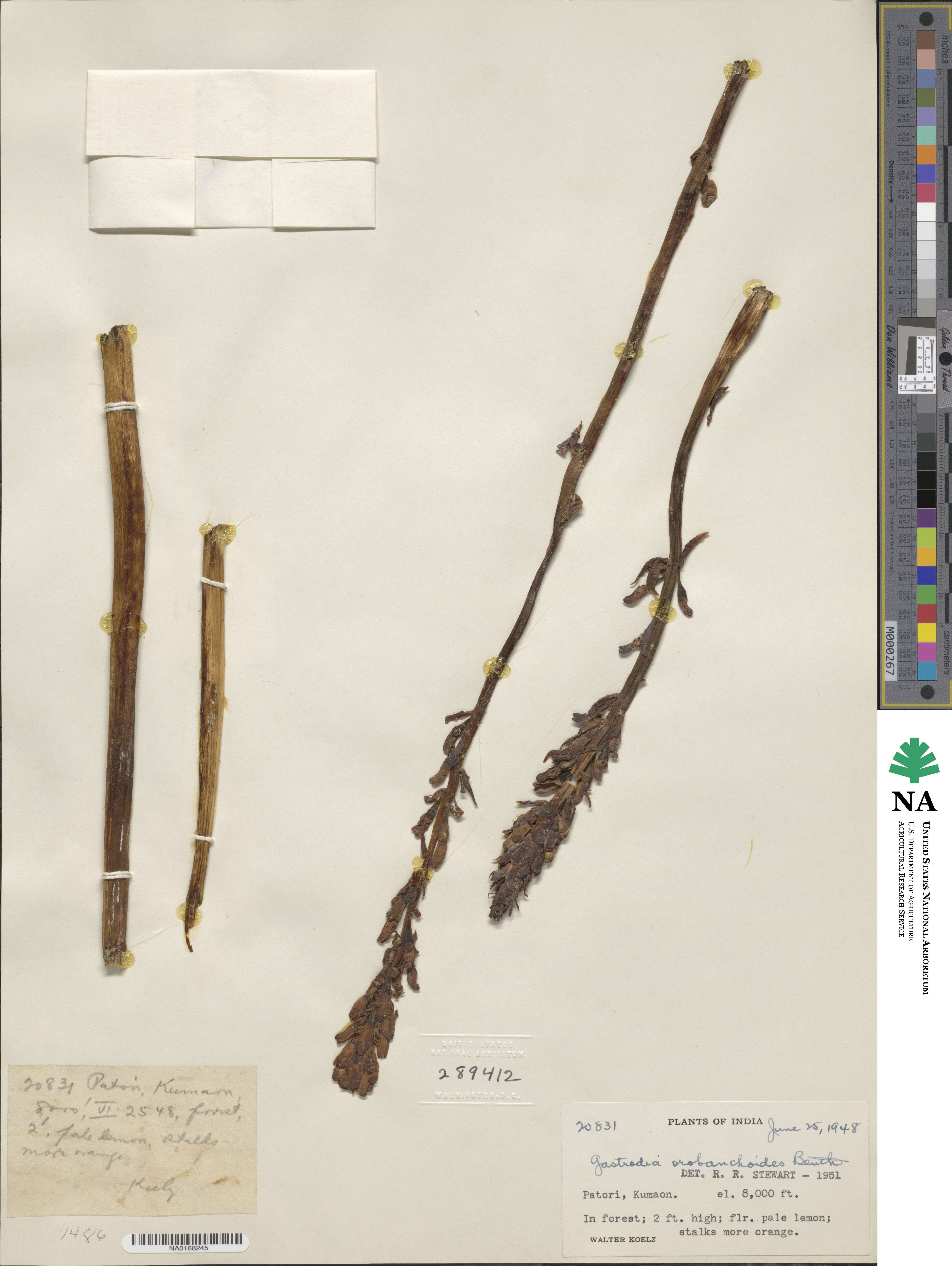 Gastrodia orobanchoides image