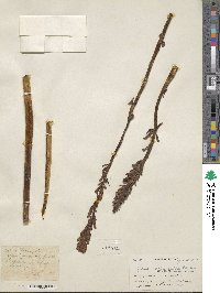 Image of Gastrodia orobanchoides