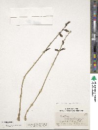 Image of Gastrodia cunninghamii