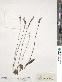 Image of Spiranthes brevilabris