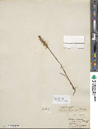 Image of Spiranthes cernua