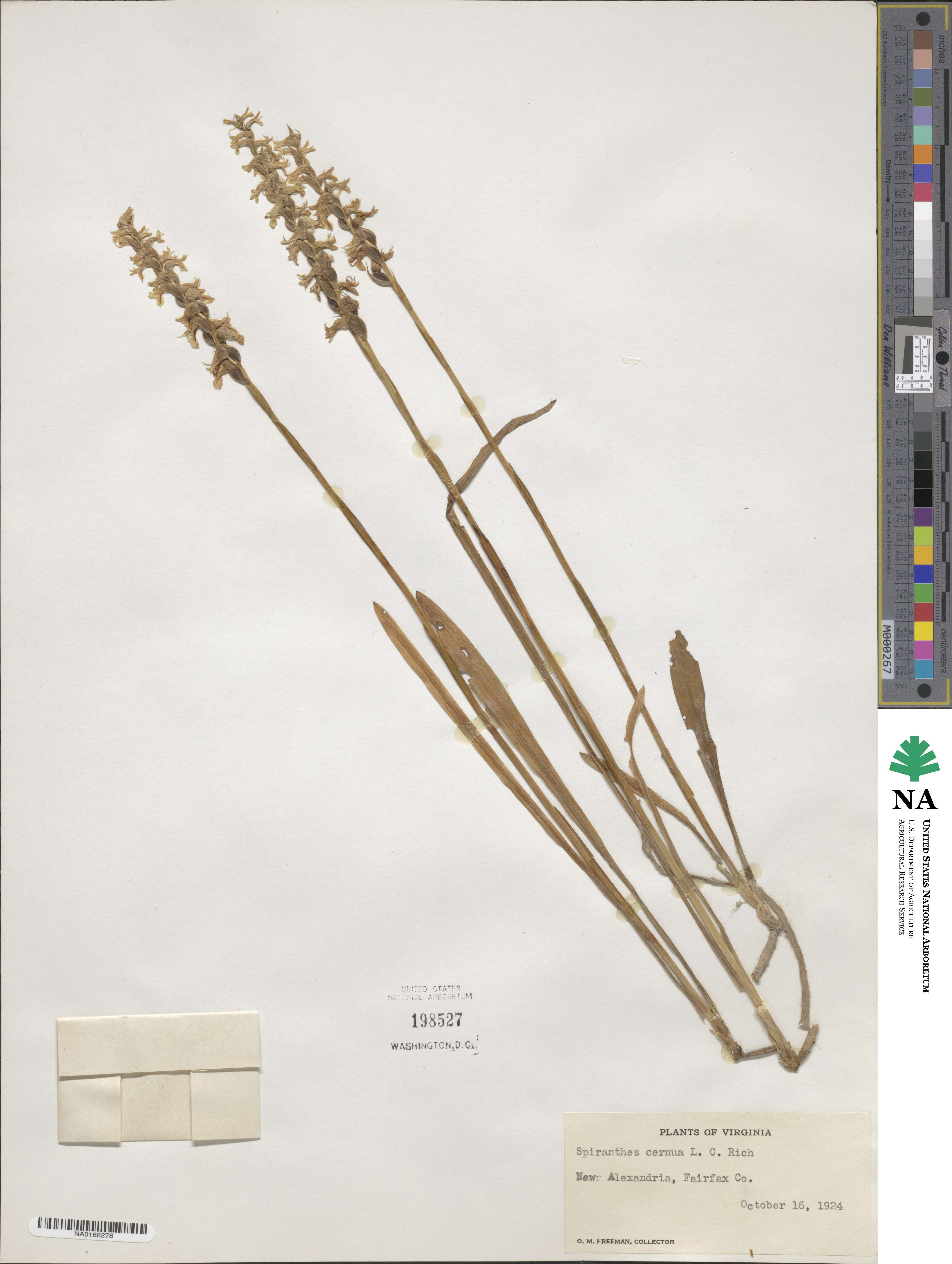 Spiranthes image