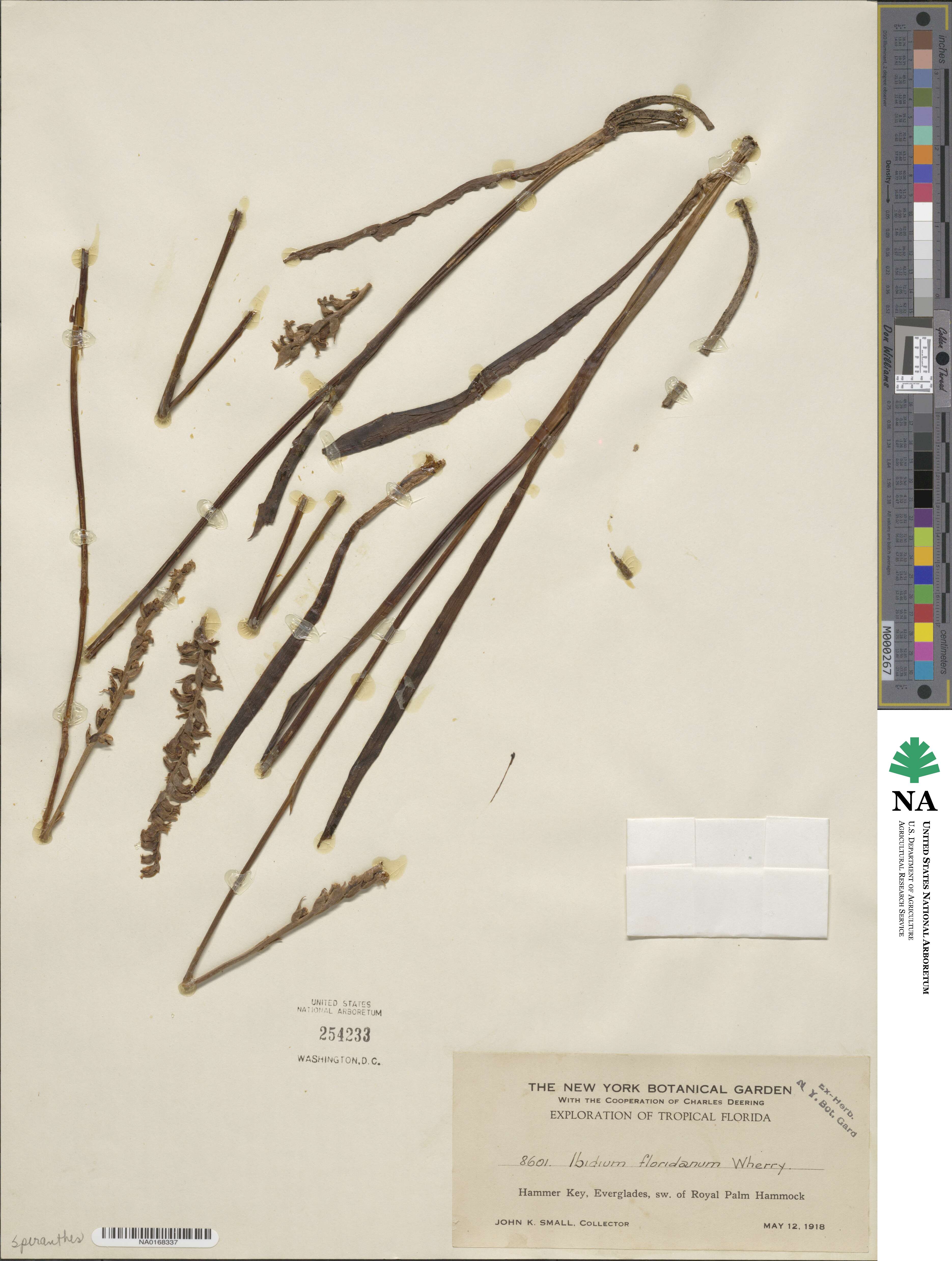 Spiranthes brevilabris var. floridana image