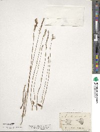 Spiranthes lacera var. gracilis image