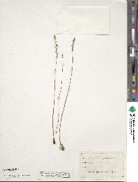 Spiranthes lacera var. gracilis image