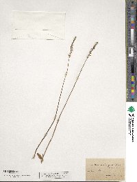 Spiranthes lacera image