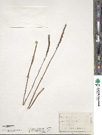 Spiranthes lacera image