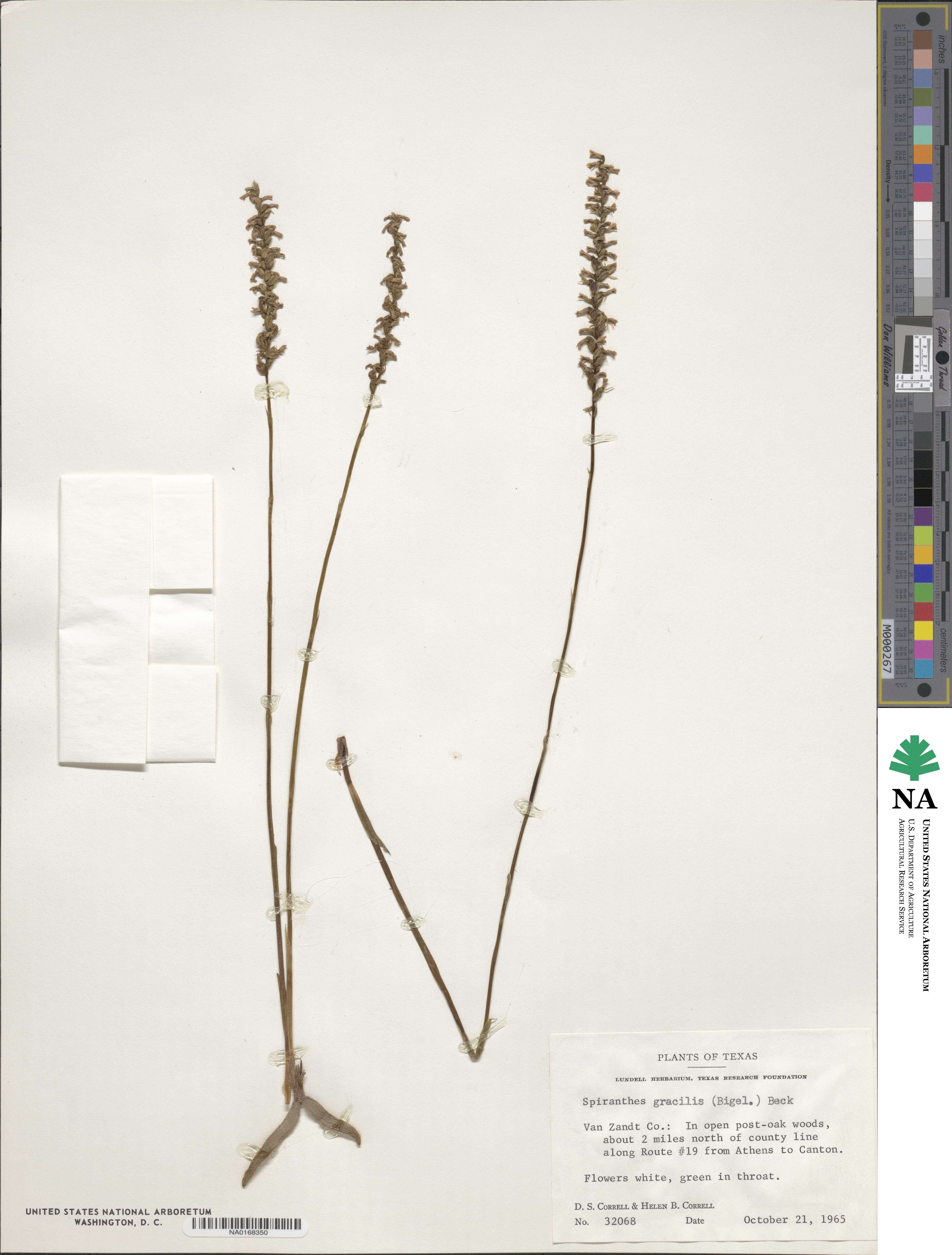 Spiranthes lacera var. gracilis image