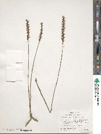 Spiranthes lacera image