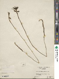 Spiranthes lacera var. gracilis image