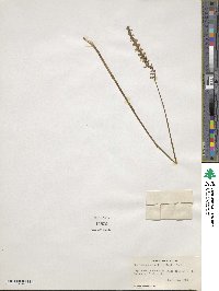 Spiranthes lacera var. gracilis image