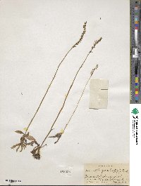 Spiranthes lacera var. gracilis image