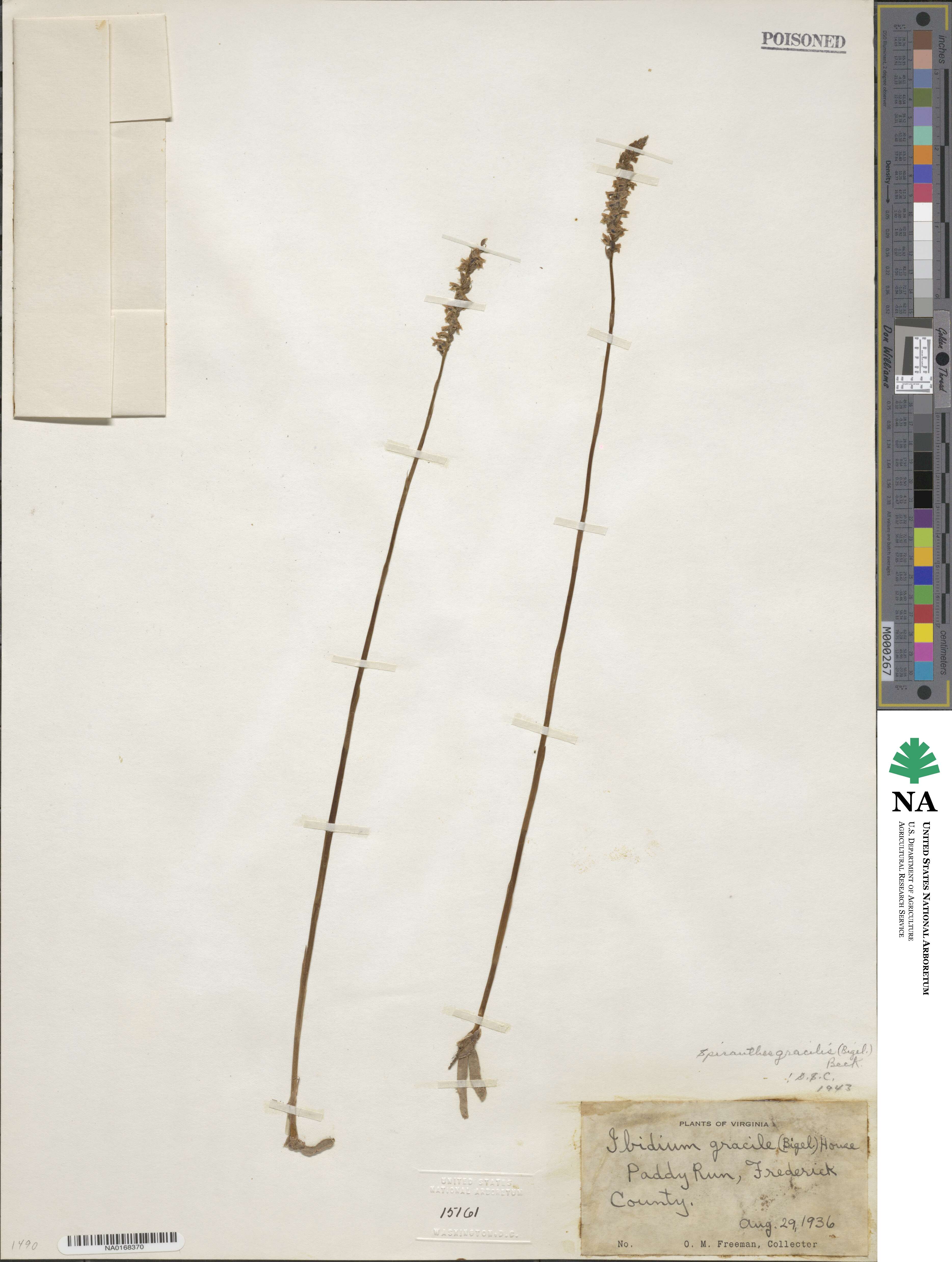 Spiranthes lacera var. gracilis image