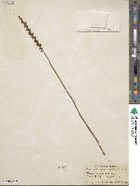 Spiranthes lacera image