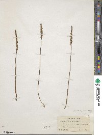 Spiranthes lacera image