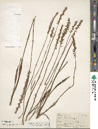 Image of Spiranthes graminea