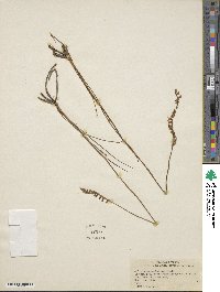 Image of Spiranthes laciniata