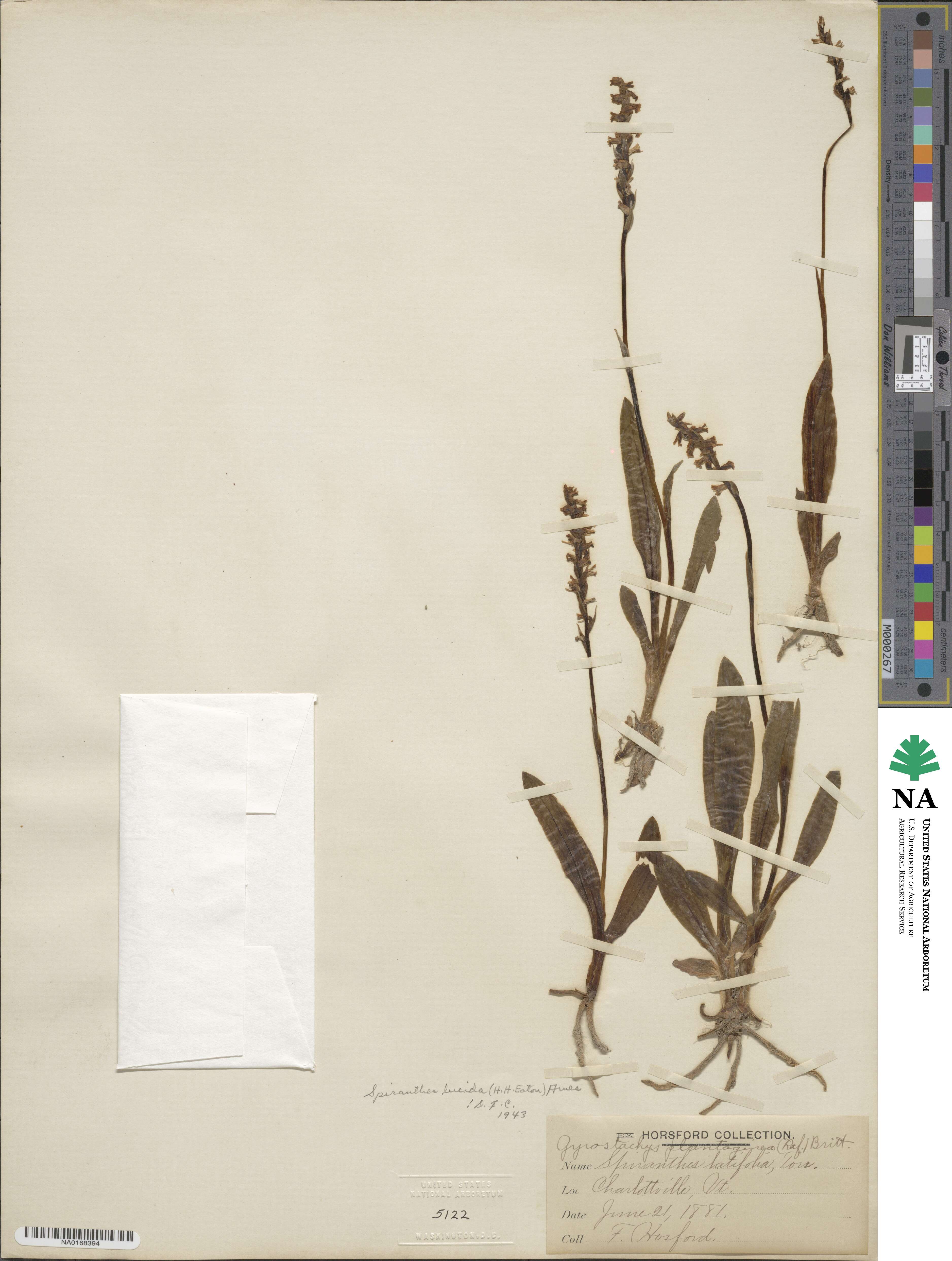 Spiranthes image