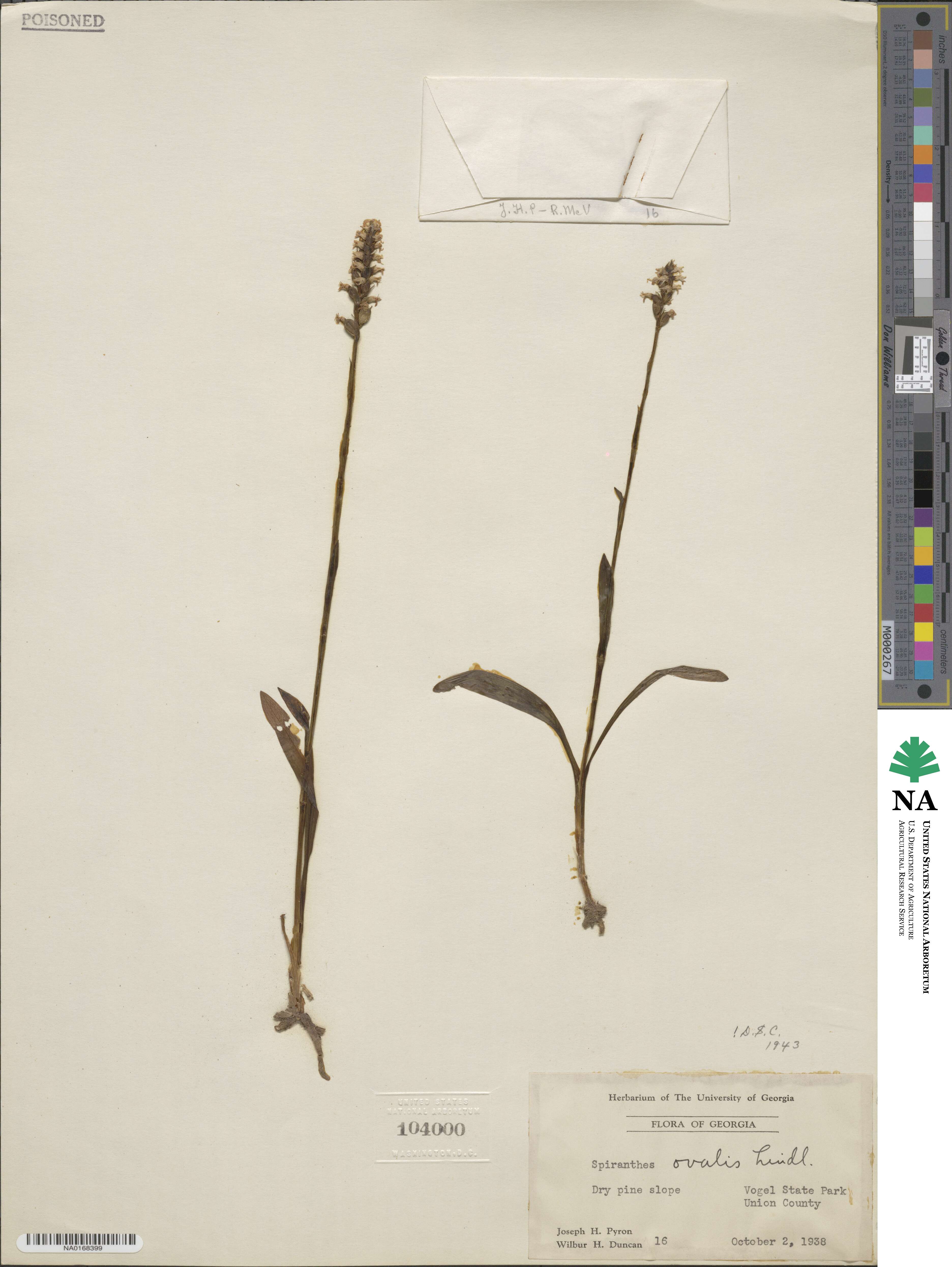 Spiranthes ovalis image