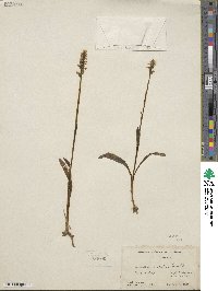 Image of Spiranthes ovalis