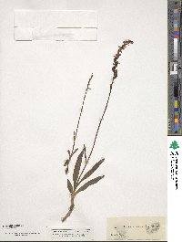 Image of Spiranthes aestivalis