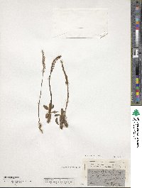 Image of Spiranthes spiralis