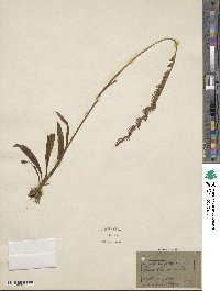 Spiranthes australis image