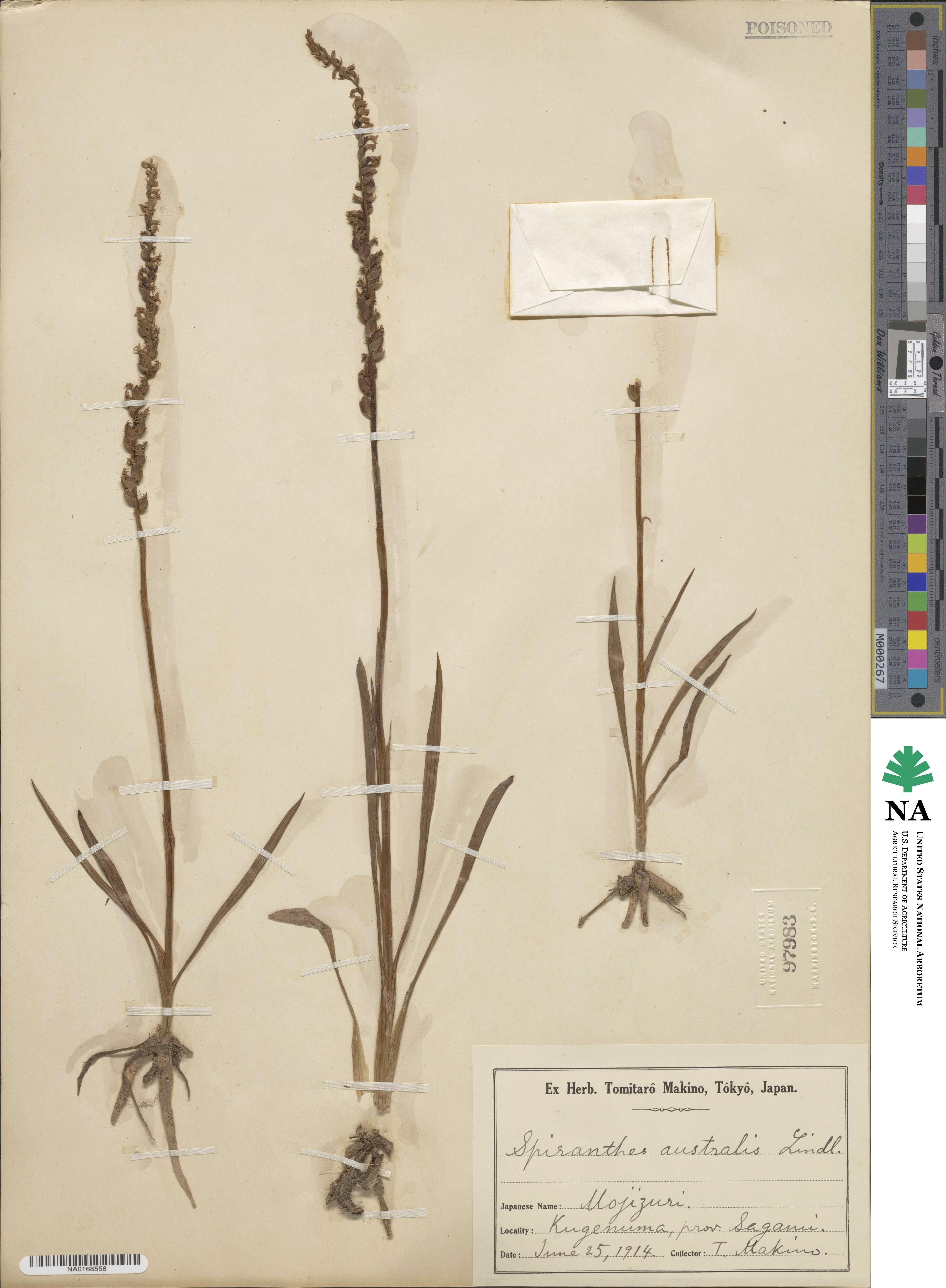 Spiranthes australis image