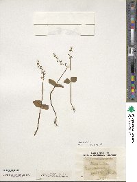 Image of Neottia cordata