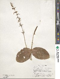 Image of Neottia ovata