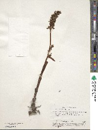 Image of Neottia nidus-avis