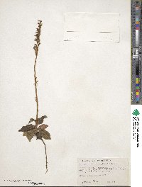 Goodyera oblongifolia image