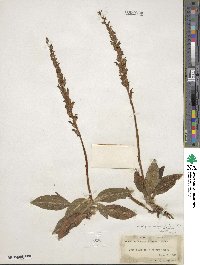 Goodyera oblongifolia image