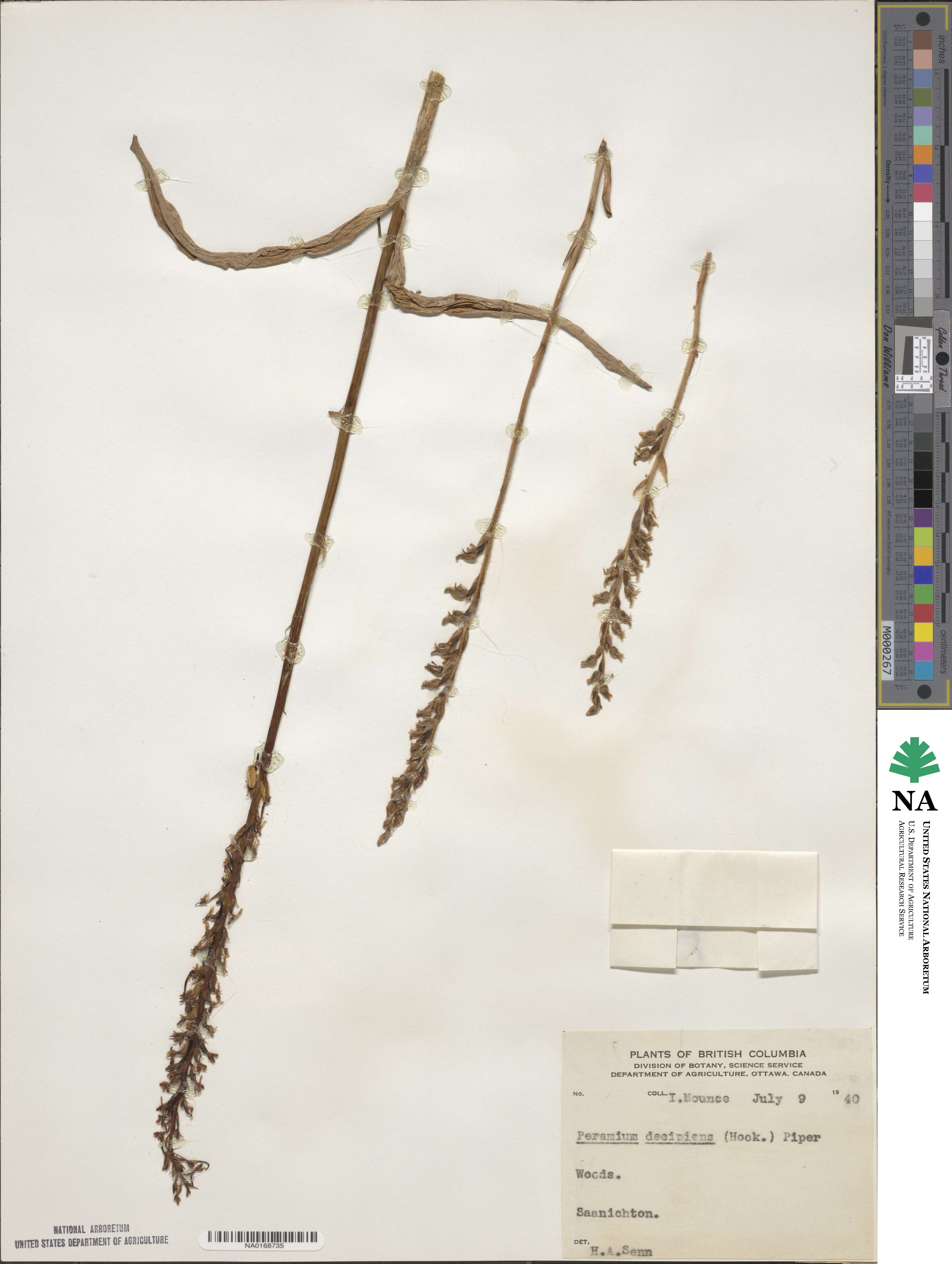 Goodyera oblongifolia image