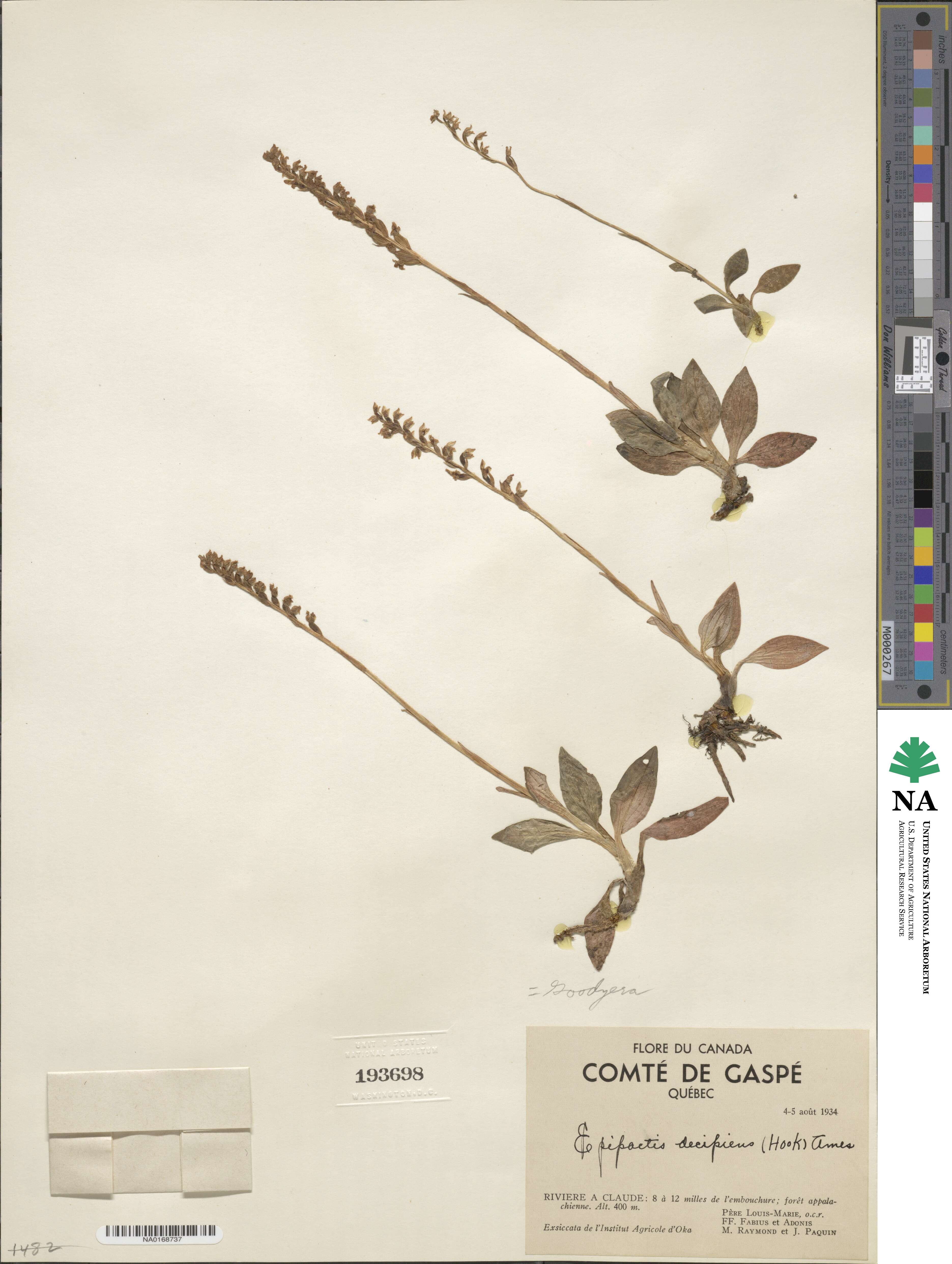 Goodyera oblongifolia image