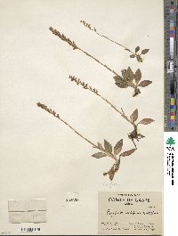 Goodyera oblongifolia image