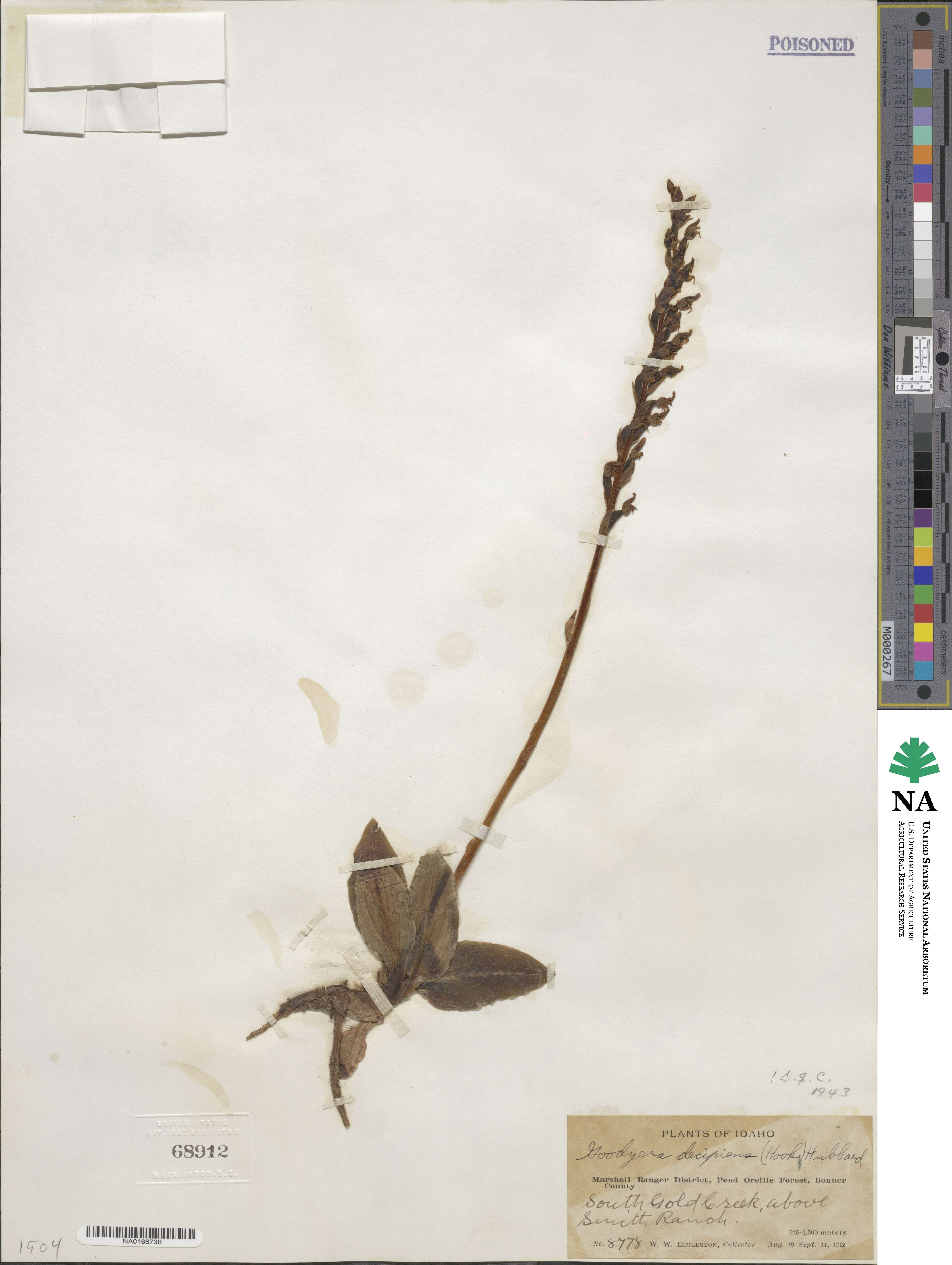 Goodyera oblongifolia image