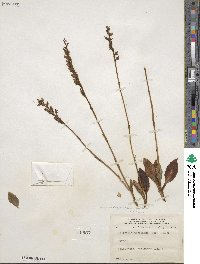 Goodyera oblongifolia image