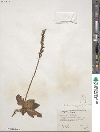 Goodyera oblongifolia image