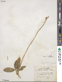 Goodyera oblongifolia image