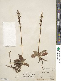 Goodyera oblongifolia image