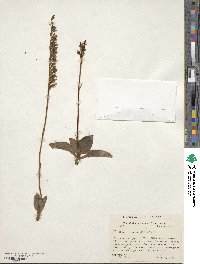 Goodyera oblongifolia image