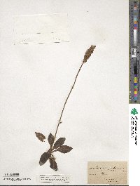 Goodyera pubescens image