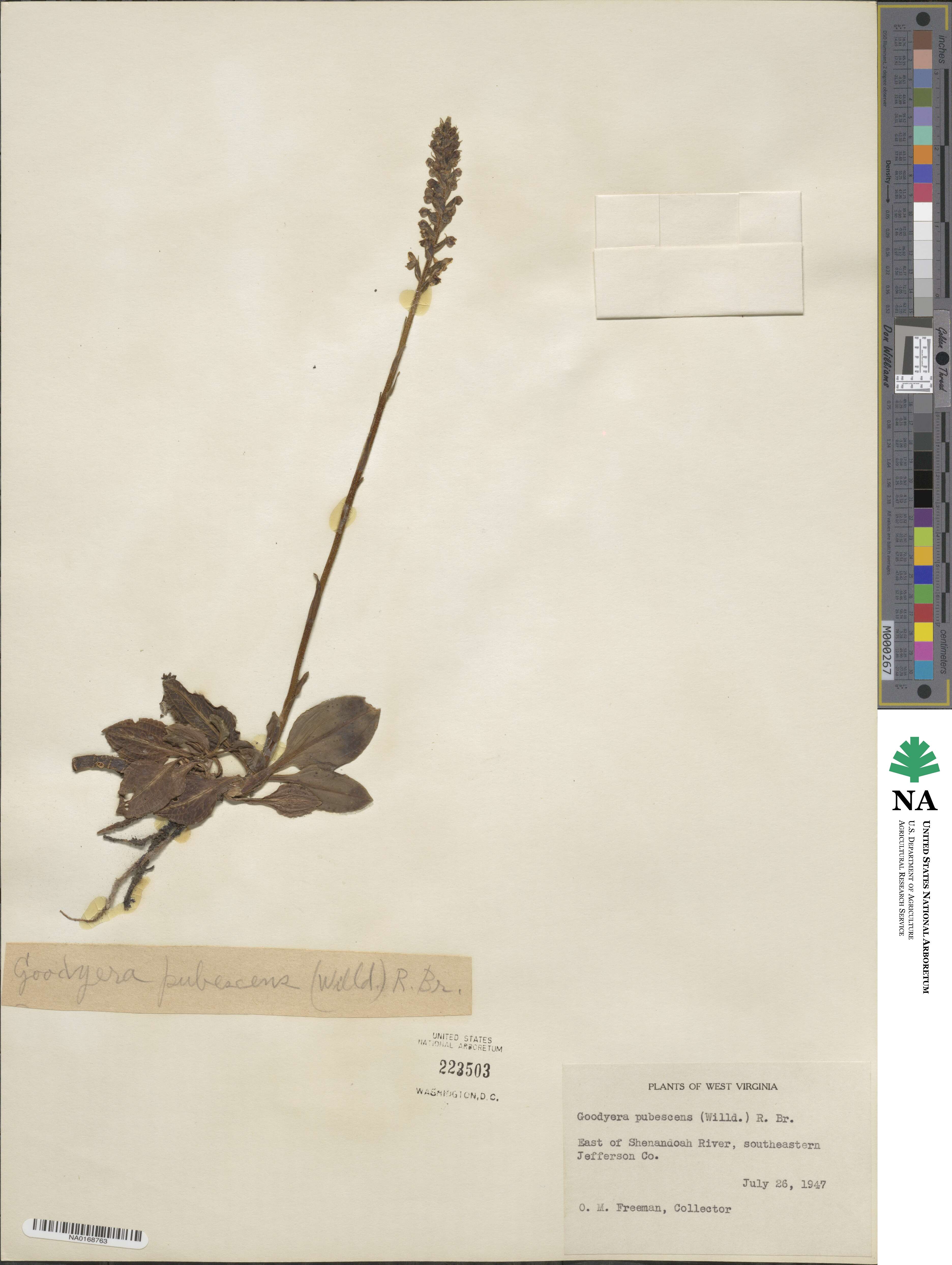 Goodyera pubescens image