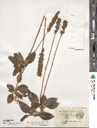 Goodyera pubescens image