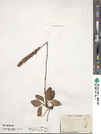 Goodyera pubescens image