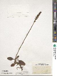 Goodyera pubescens image